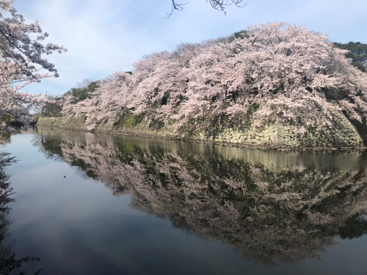 桜咲く　FROM　彦根城
