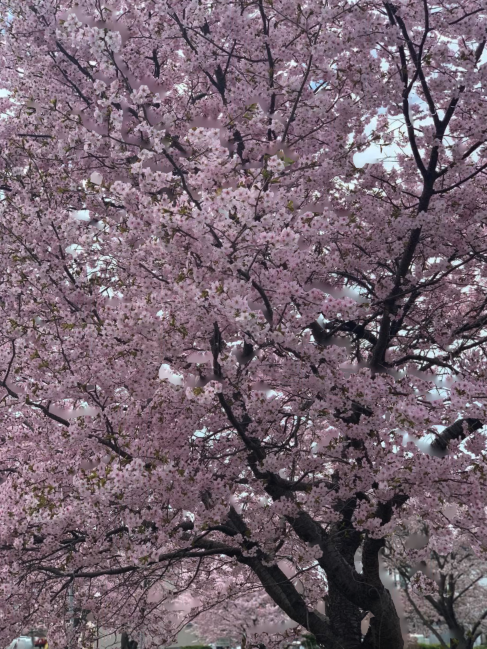桜咲く。。IN　帯広