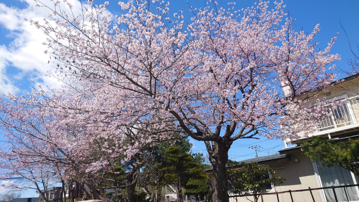 桜咲き始めました IN 帯広